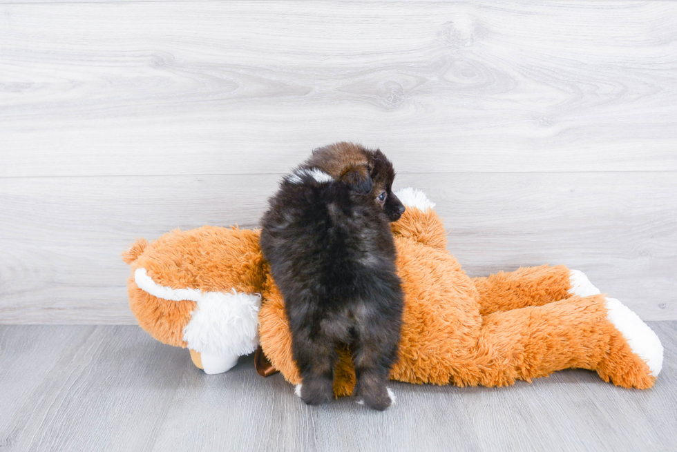 Cute Aussie Pom Baby