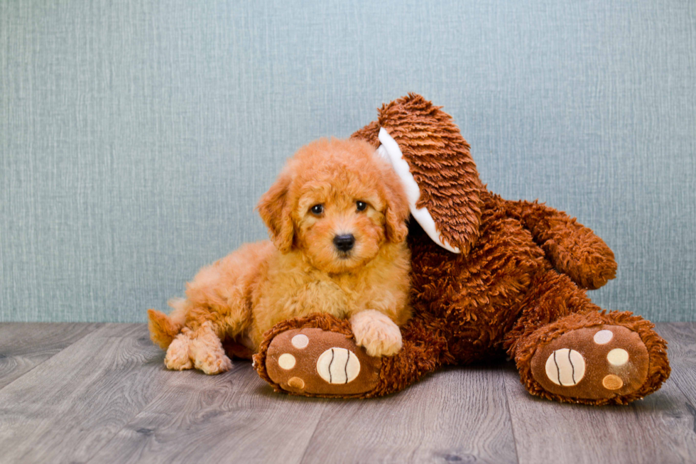 Petite Mini Goldendoodle Poodle Mix Pup