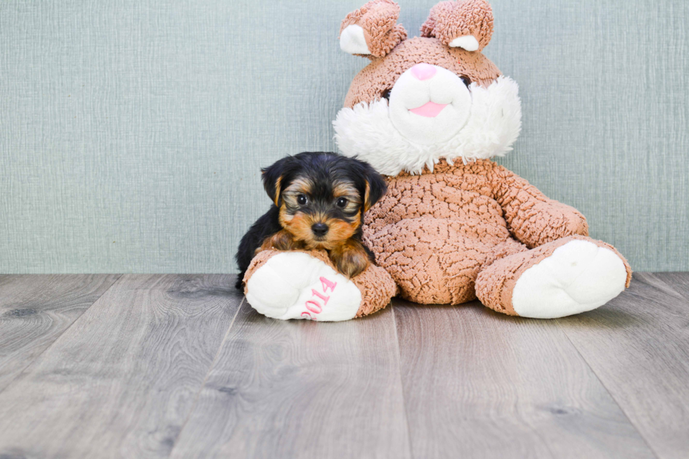 Meet Timmy - our Yorkshire Terrier Puppy Photo 