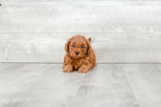 Cavapoo Puppy for Adoption