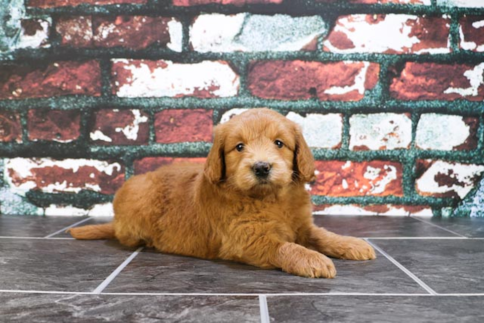 Smart Mini Goldendoodle Poodle Mix Pup