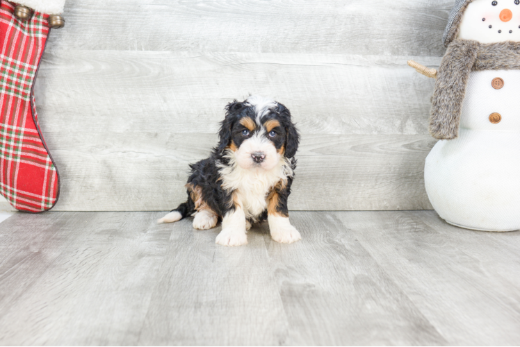 Best Mini Bernedoodle Baby