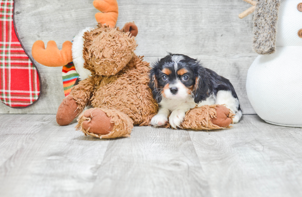 Cavalier King Charles Spaniel Puppy for Adoption