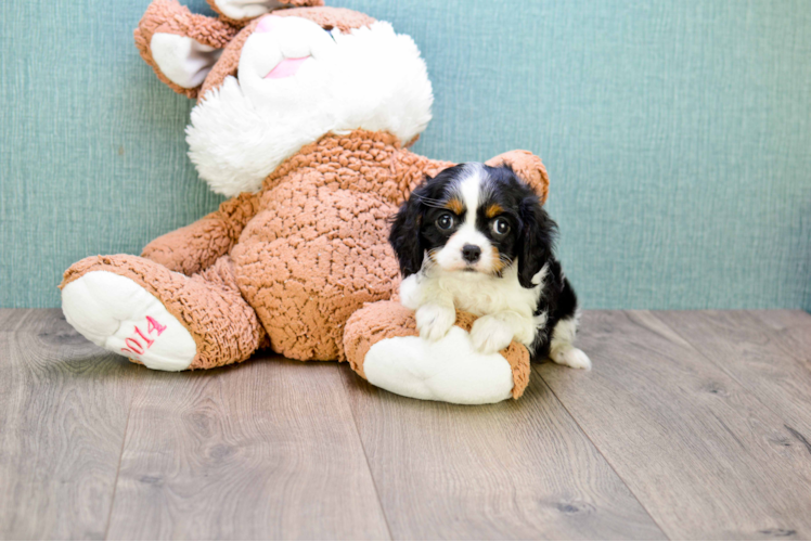 Cavalier King Charles Spaniel Puppy for Adoption