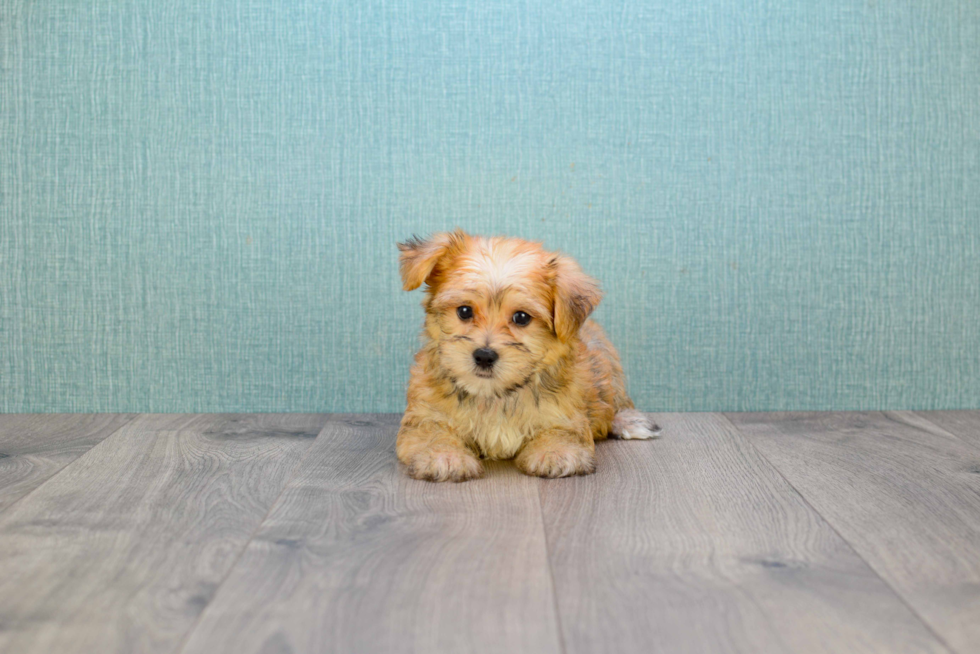 Morkie Puppy for Adoption