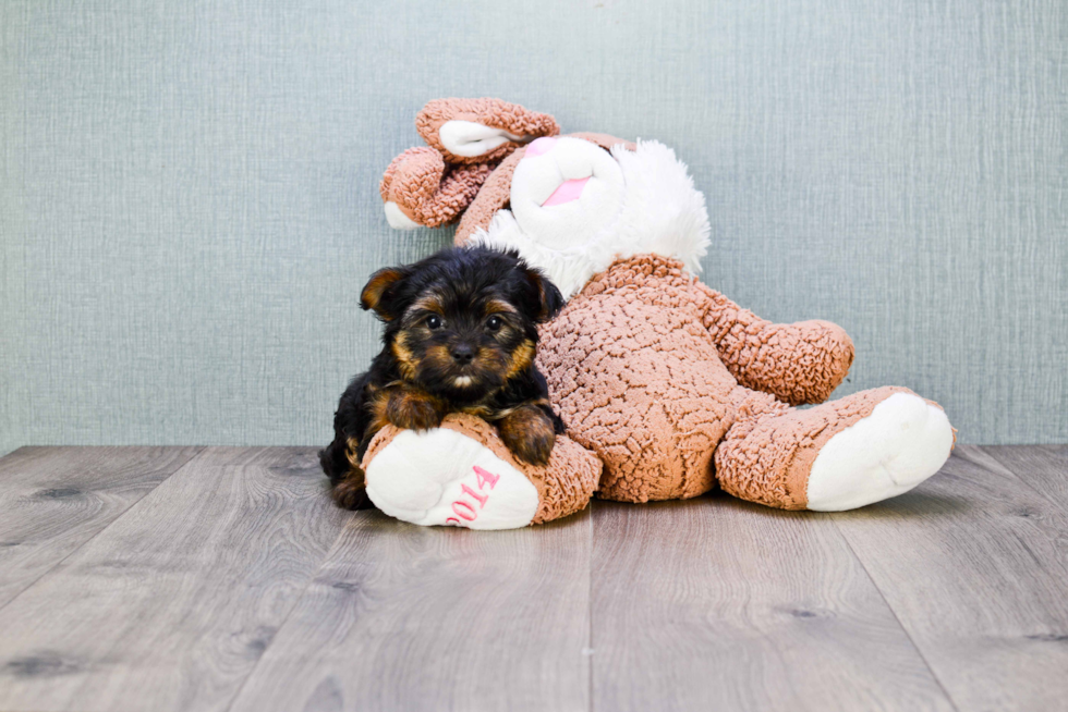 Meet Rebecca - our Yorkshire Terrier Puppy Photo 