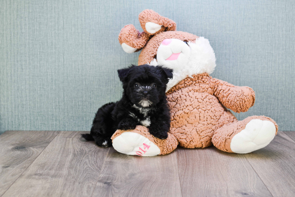 Morkie Pup Being Cute