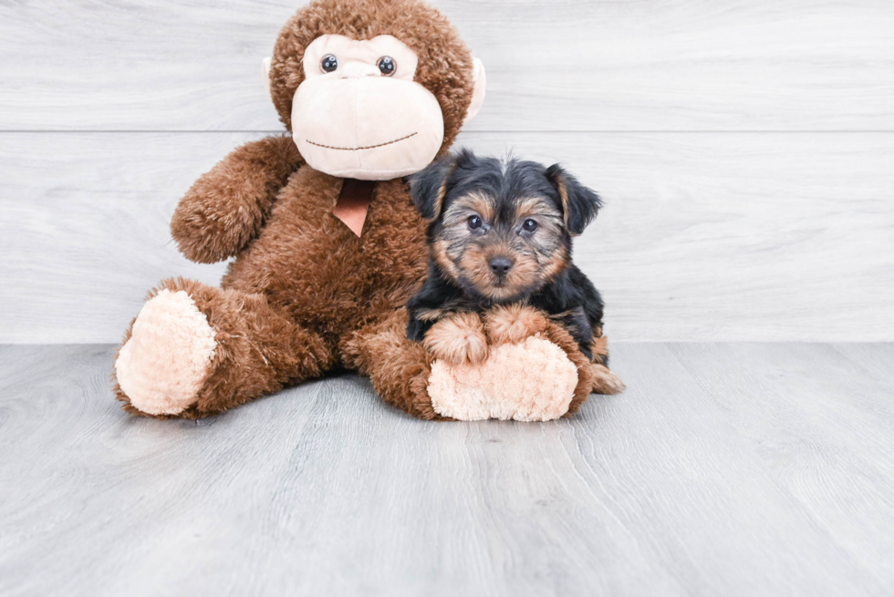 Meet Timmy - our Yorkshire Terrier Puppy Photo 