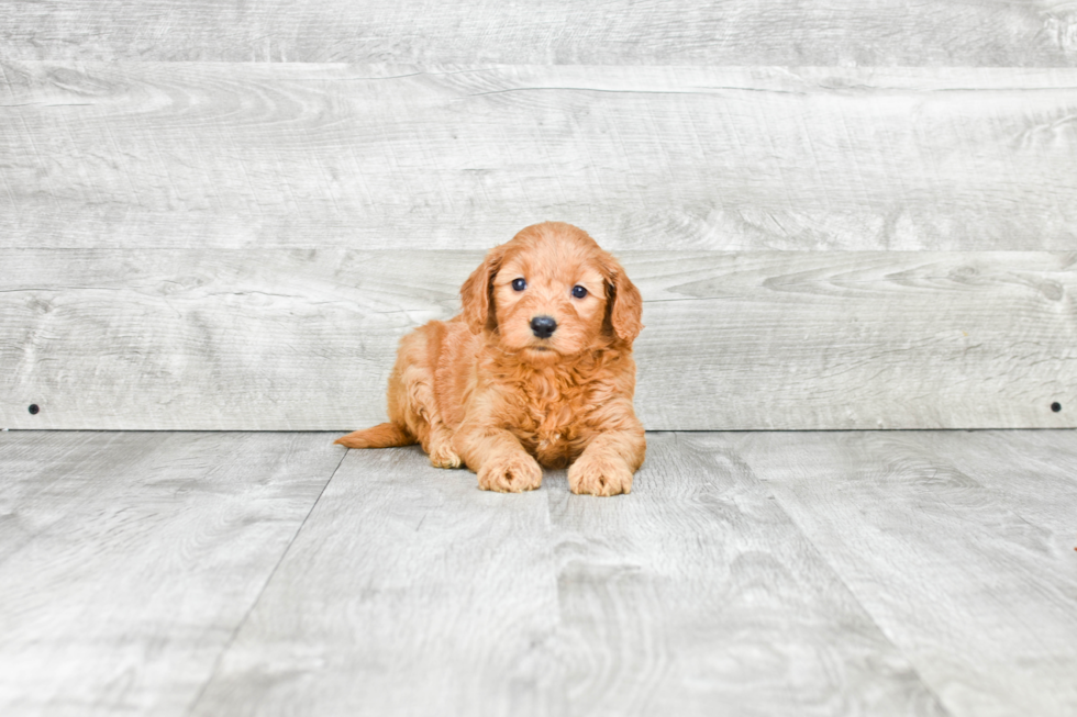 Petite Mini Goldendoodle Poodle Mix Pup