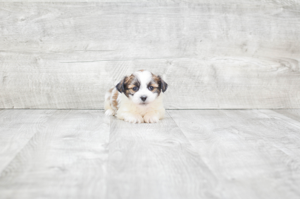 Teddy Bear Pup Being Cute