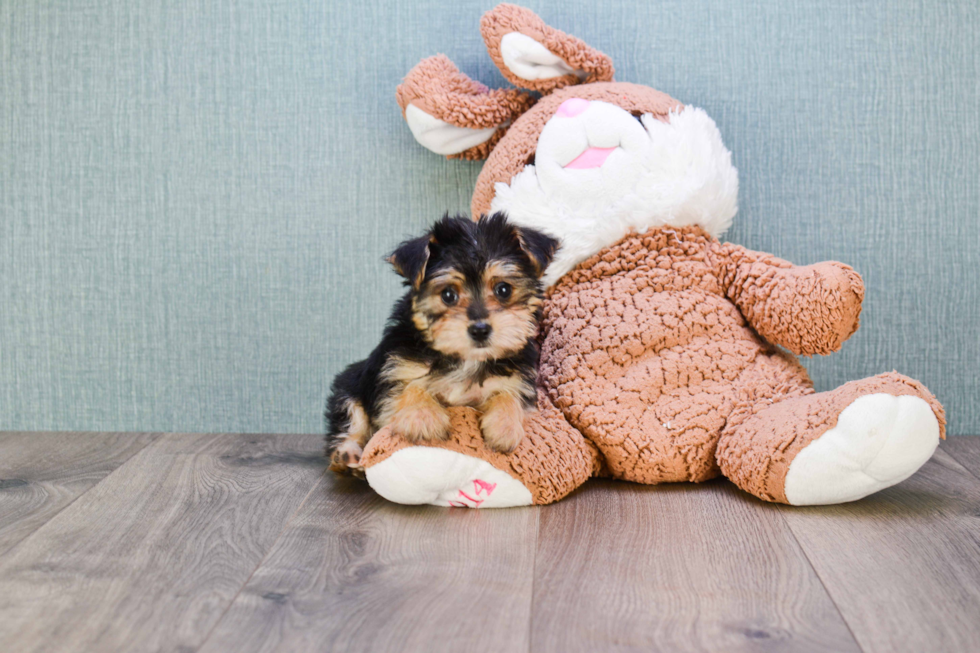 Sweet Morkie Baby