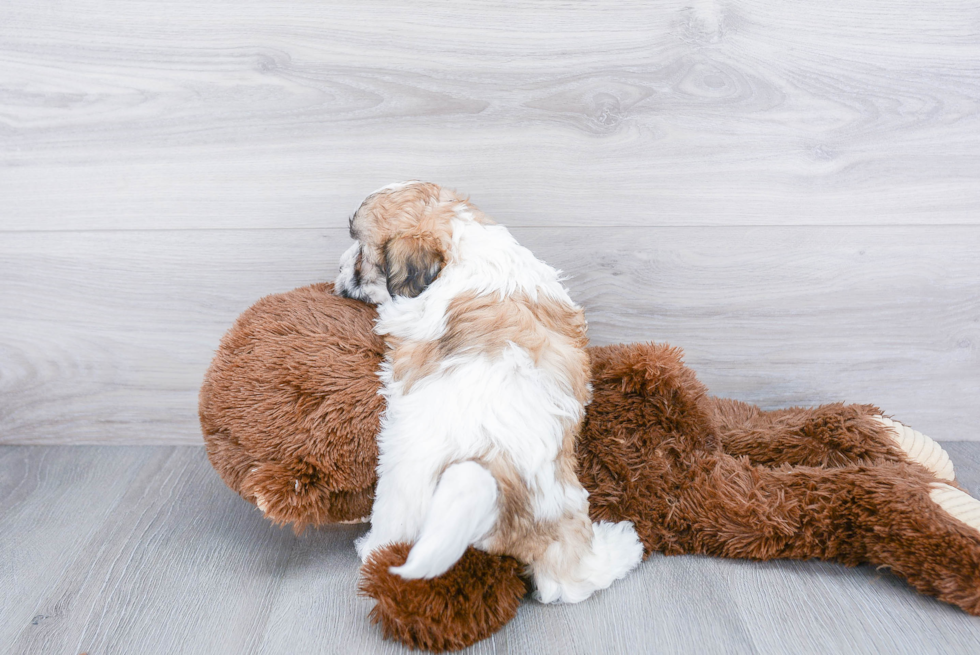 Popular Teddy Bear Designer Pup