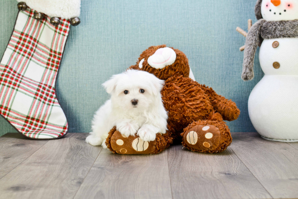 Best Maltese Baby