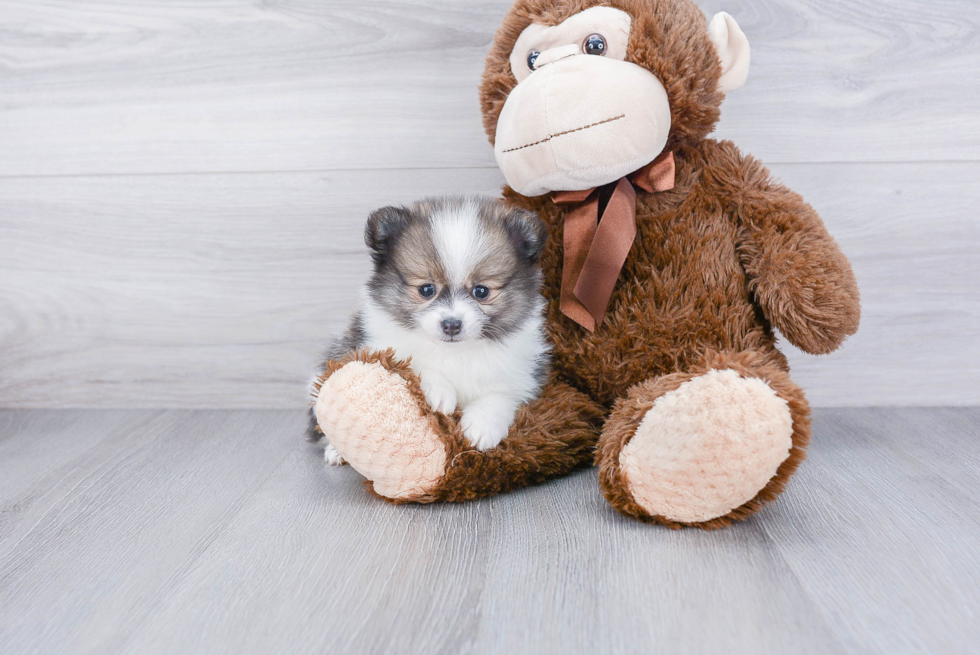 Petite Pomeranian Purebred Puppy