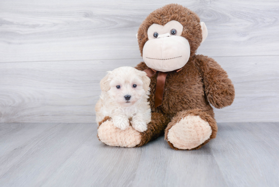 Little Maltepoo Poodle Mix Puppy