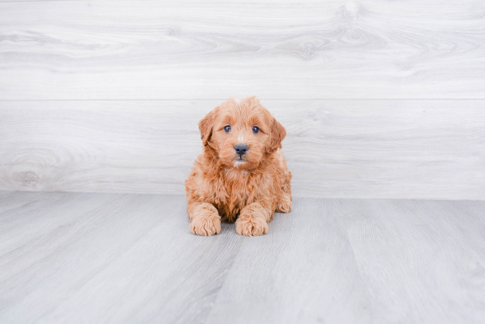 Mini Goldendoodle Puppy for Adoption