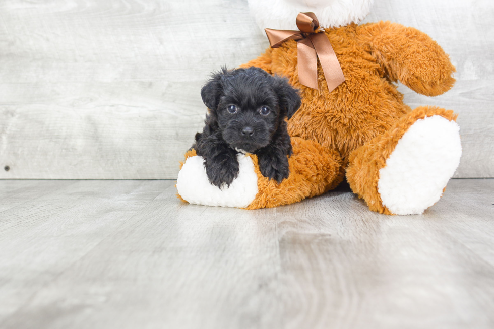 Morkie Pup Being Cute