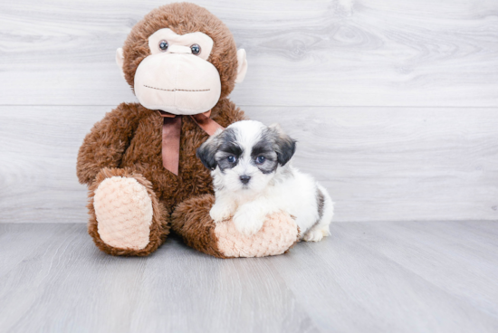 Adorable Shichon Designer Puppy