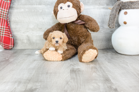 Cavapoo Pup Being Cute