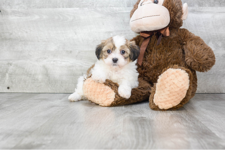 Teddy Bear Pup Being Cute