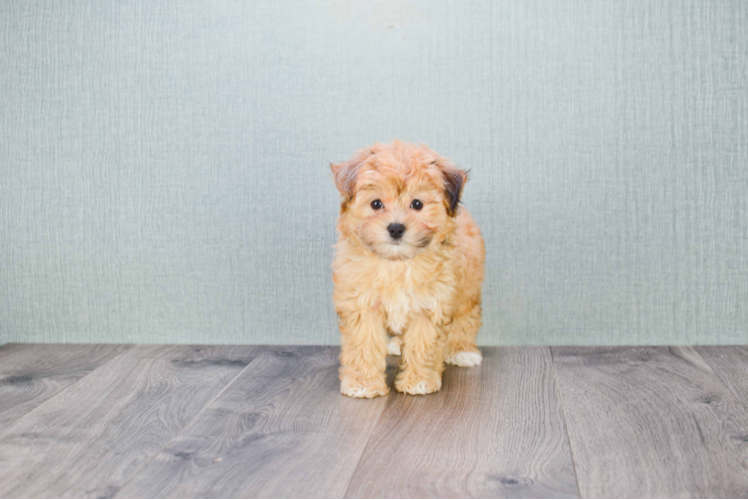 Mini Aussiedoodle Puppy for Adoption