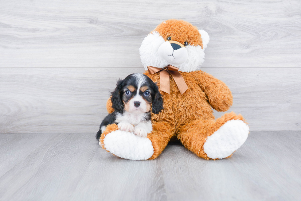 Best Cavalier King Charles Spaniel Baby