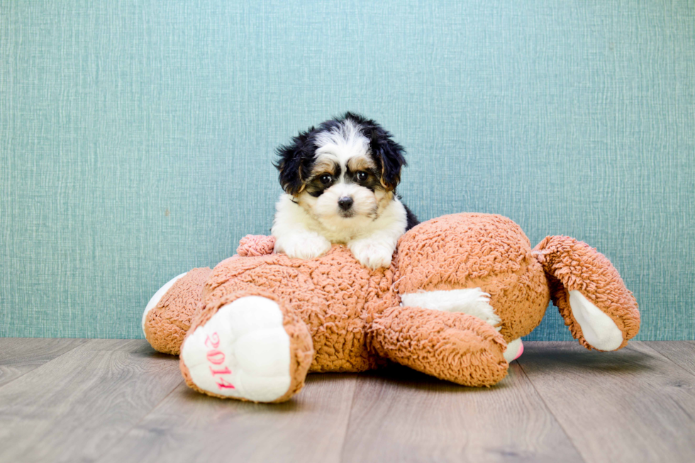 Fluffy Morkie Designer Pup