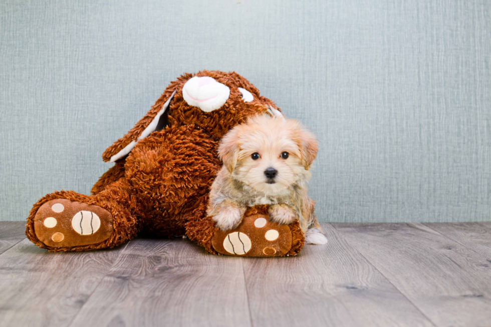 Hypoallergenic Yorkie Designer Puppy