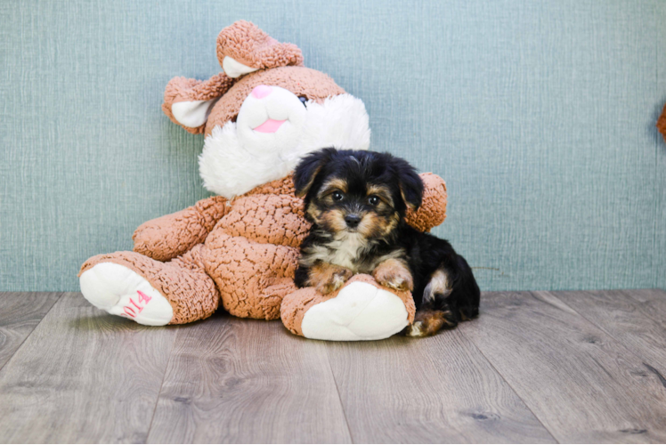 Morkie Puppy for Adoption