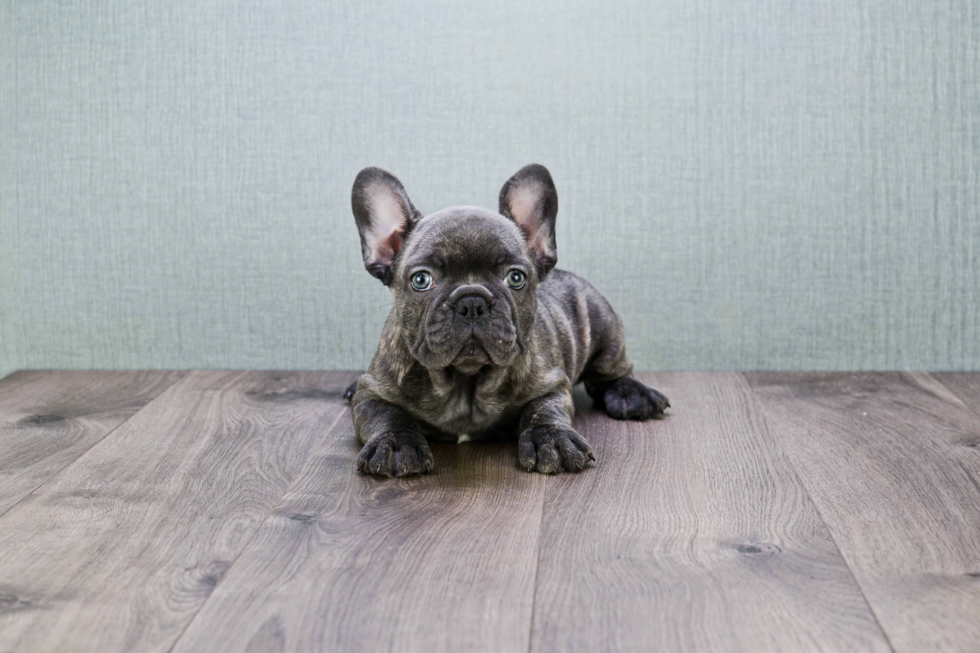 Little French Bulldog Purebred Pup