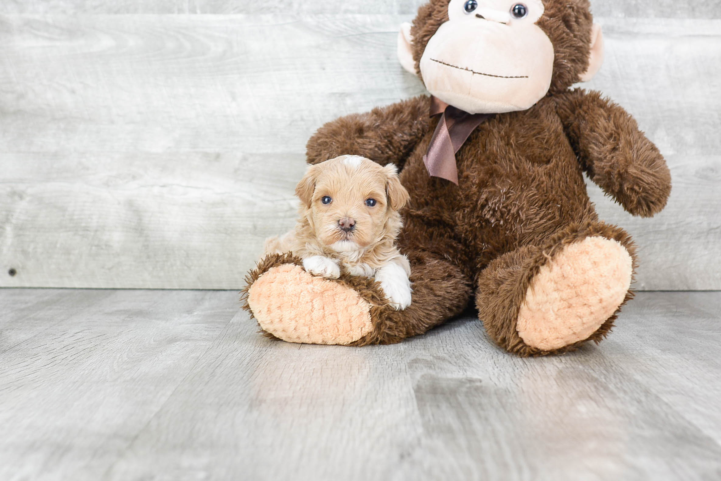 Adorable Maltese Poodle Poodle Mix Puppy