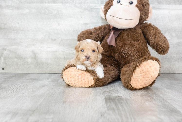 Adorable Maltese Poodle Poodle Mix Puppy