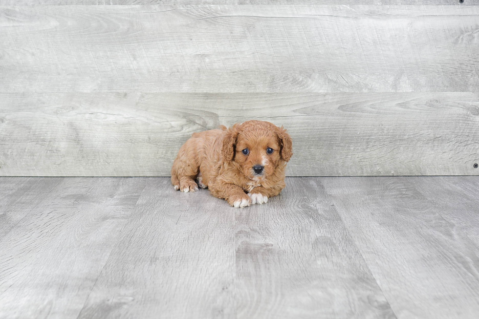 Cavapoo Pup Being Cute