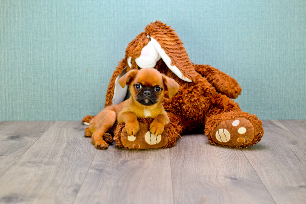 Cute Brussels Griffon Mix Puppy