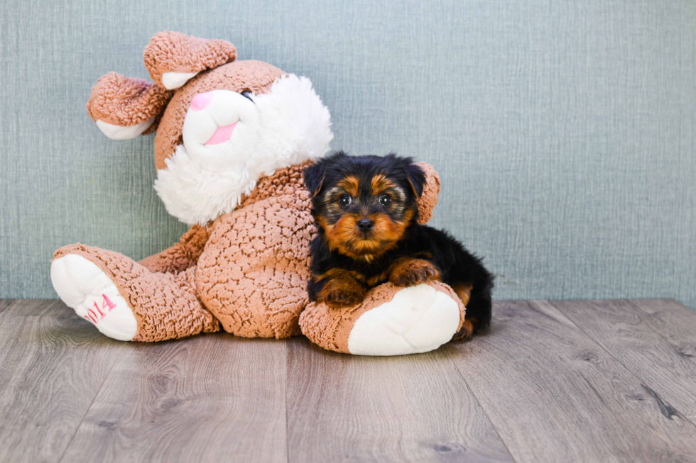 Meet Timmy - our Yorkshire Terrier Puppy Photo 