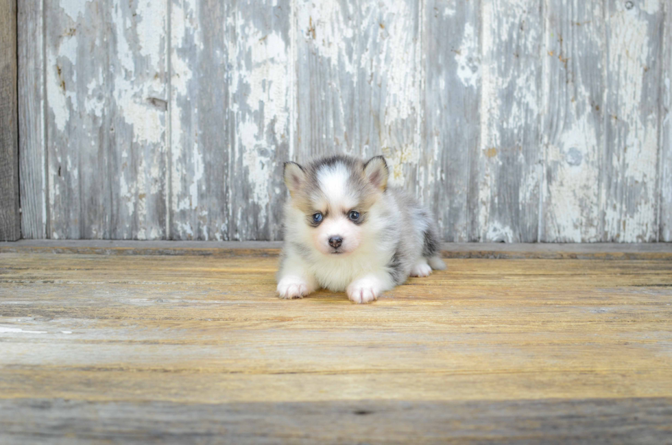 Hypoallergenic Mini Husky Designer Puppy