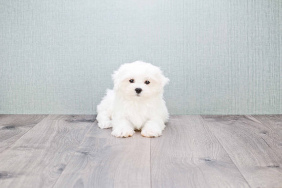 Happy Maltese Purebred Puppy