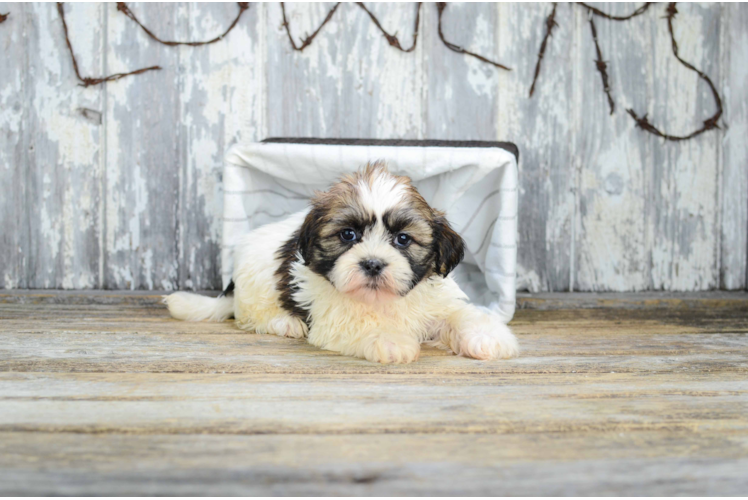 Teddy Bear Pup Being Cute