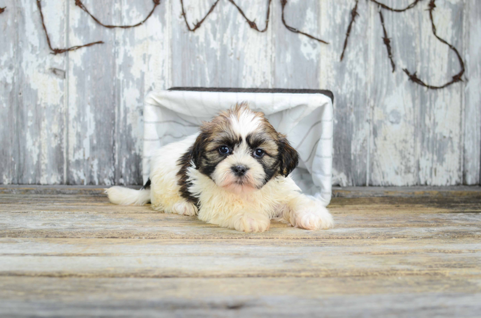 Teddy Bear Pup Being Cute