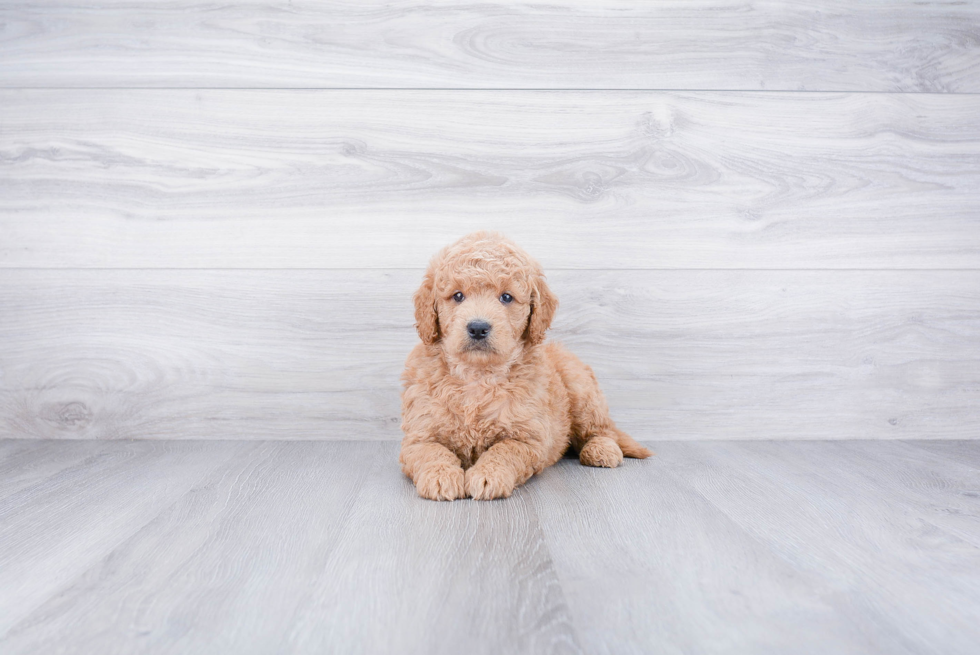 Popular Mini Goldendoodle Poodle Mix Pup