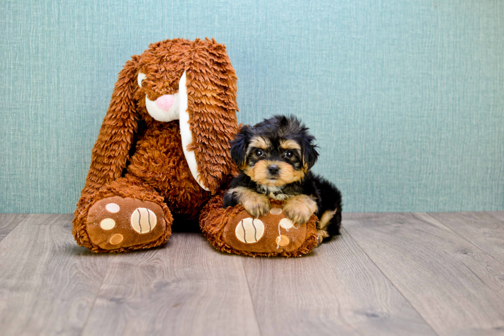 Fluffy Morkie Designer Pup