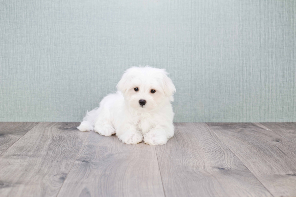 Little Maltese Baby