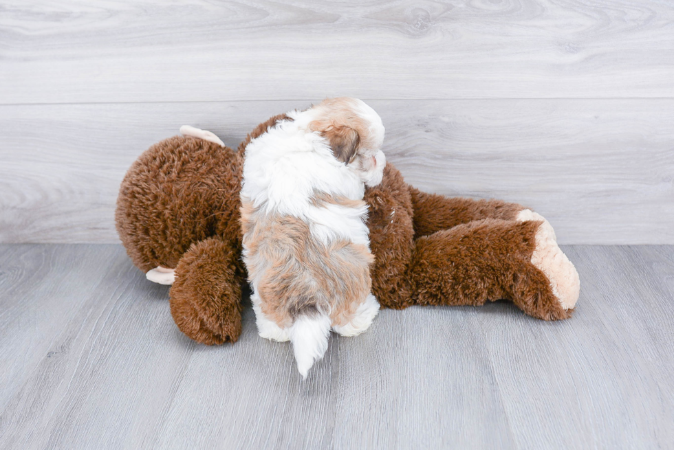 Best Havanese Baby