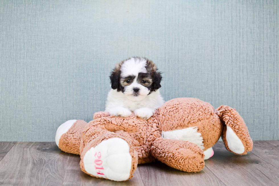 Fluffy Teddy Bear Designer Pup