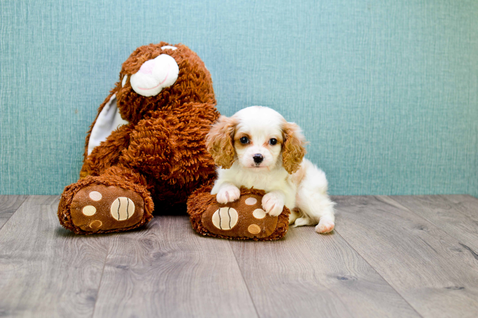 Adorable Cavalier Designer Puppy