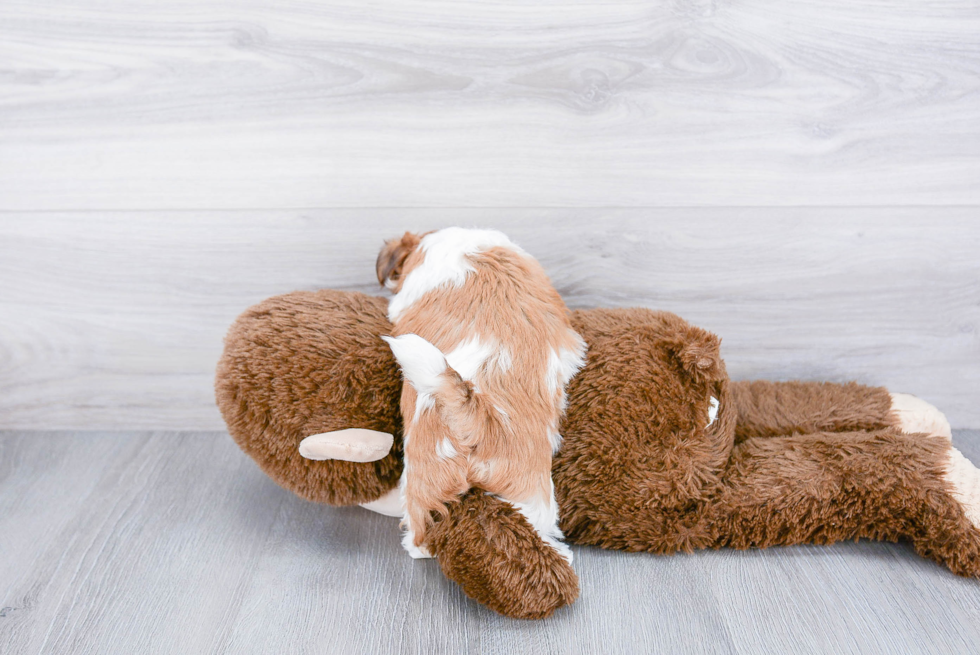 Teddy Bear Pup Being Cute