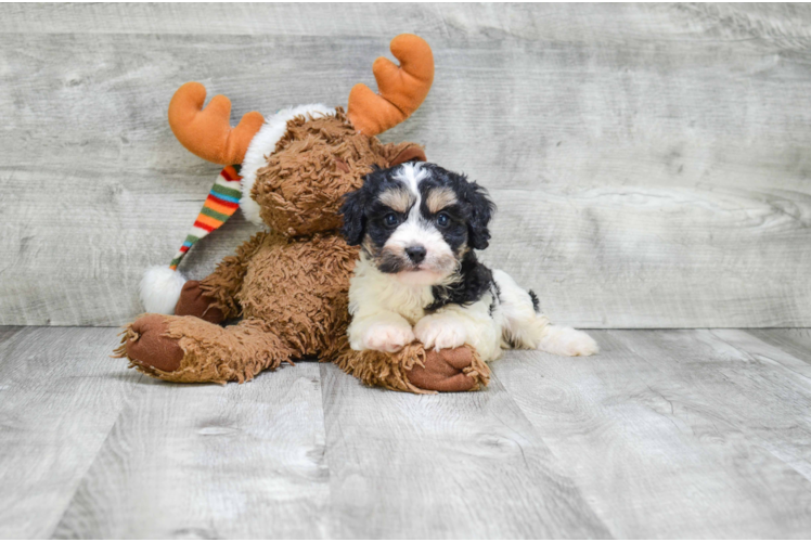 Cavachon Puppy for Adoption