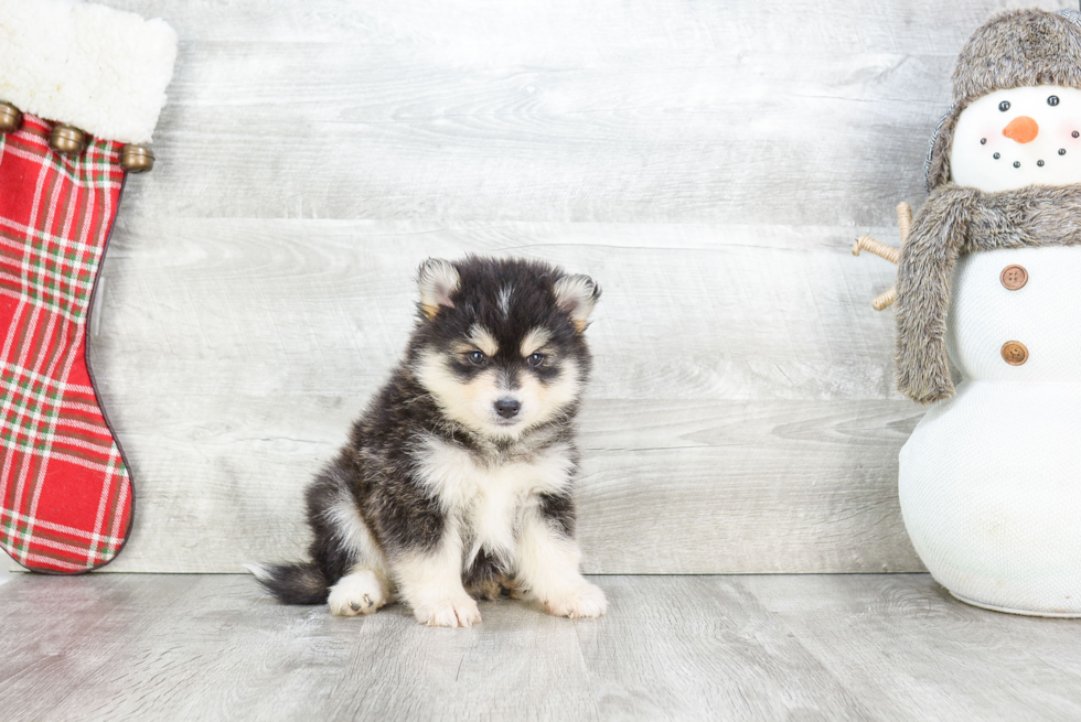 Pomsky Pup Being Cute