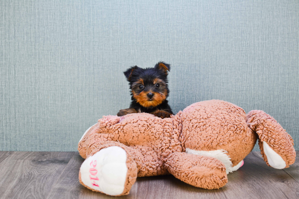 Meet Nugget - our Yorkshire Terrier Puppy Photo 