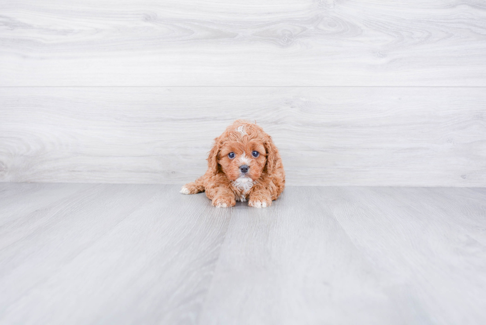 Cavapoo Pup Being Cute